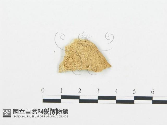 登錄號:F0006010藏品圖，第3張