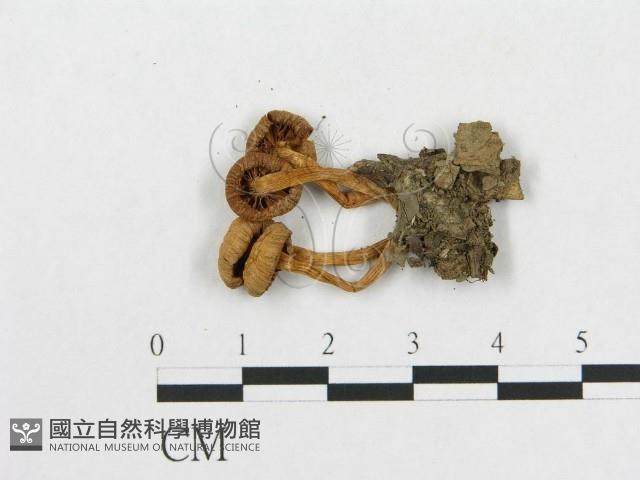 登錄號:F0016010藏品圖，第3張