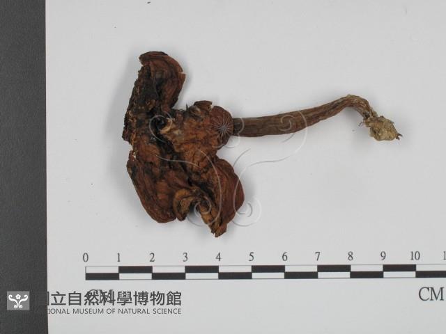 登錄號:F0011010藏品圖，第3張