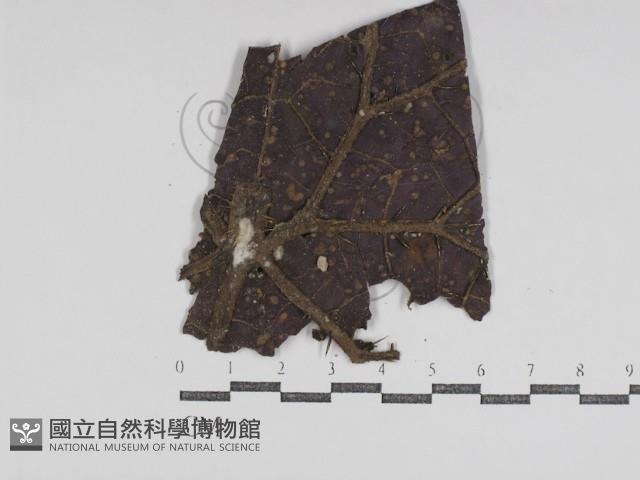 登錄號:F0031010藏品圖，第1張