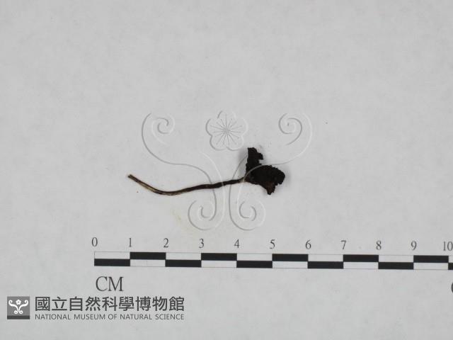 鬼傘屬藏品圖，第3張