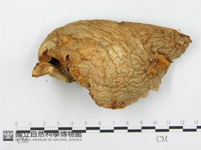 登錄號:F0014010藏品圖，第3張