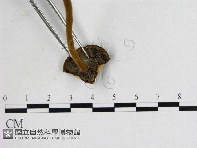 假芝屬藏品圖，第3張