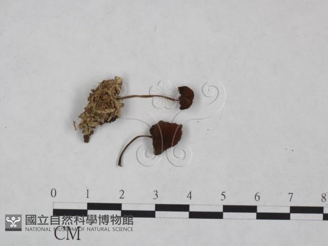 小皮傘屬藏品圖，第3張