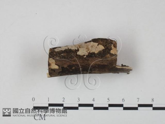 登錄號:F0005010藏品圖，第3張
