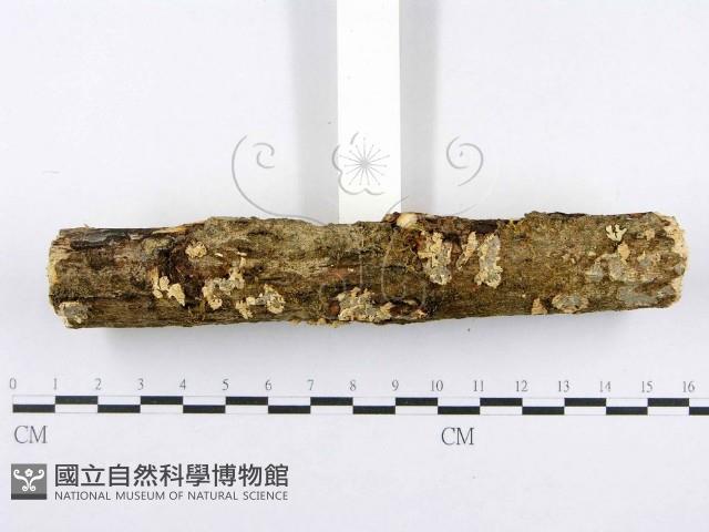 射脈菌屬藏品圖，第3張
