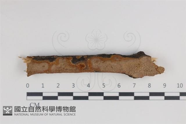 刺革菌屬藏品圖，第3張