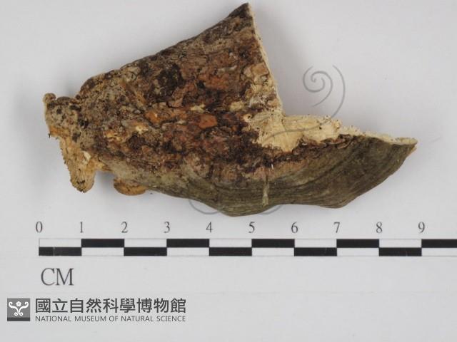 登錄號:F0029010藏品圖，第3張