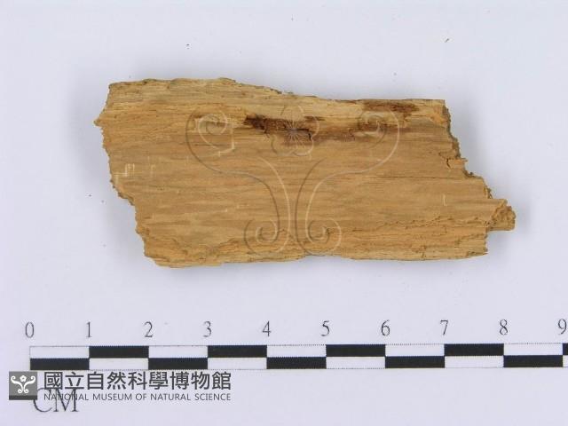 登錄號:F0003010藏品圖，第3張