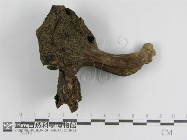登錄號:F0013010藏品圖，第3張