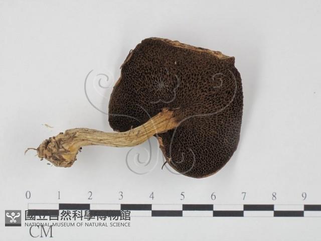登錄號:F0020310藏品圖，第3張