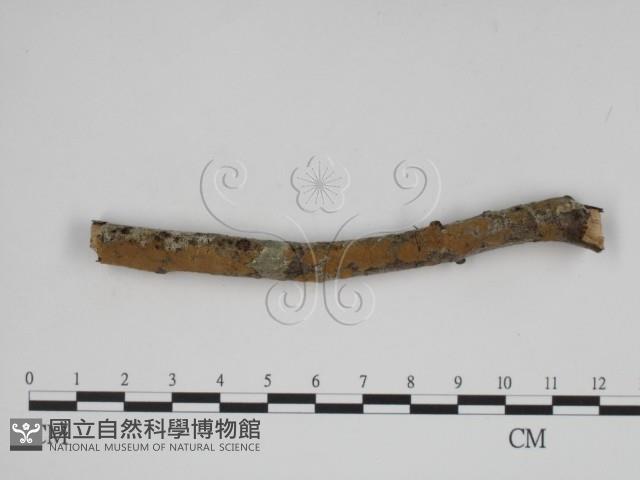 登錄號:F0000310藏品圖，第3張