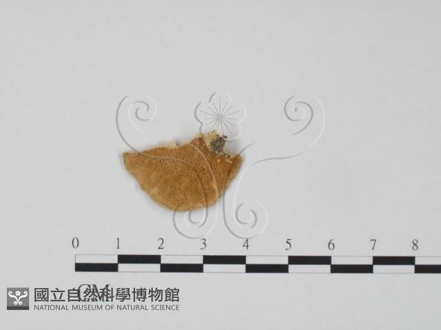登錄號:F0006310藏品圖，第3張