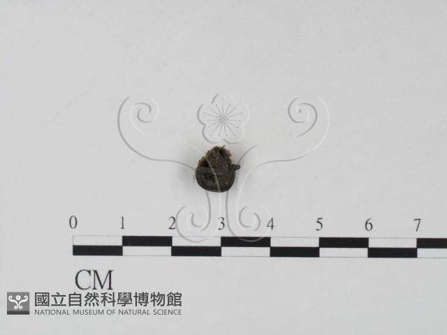 登錄號:F0001310藏品圖，第3張