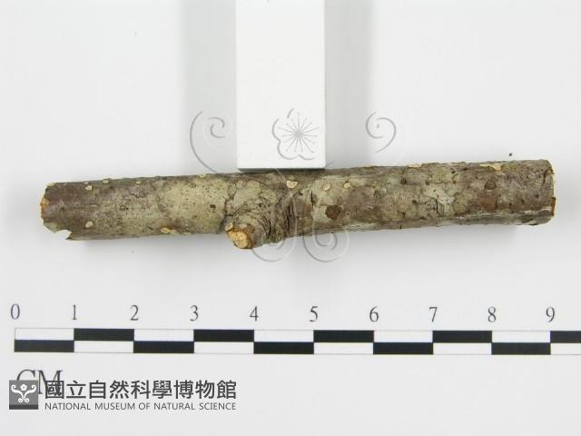 登錄號:F0004310藏品圖，第3張