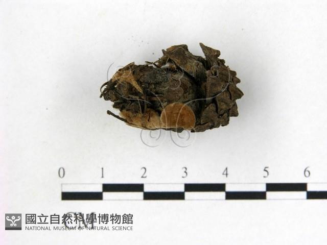 登錄號:F0022310藏品圖，第3張