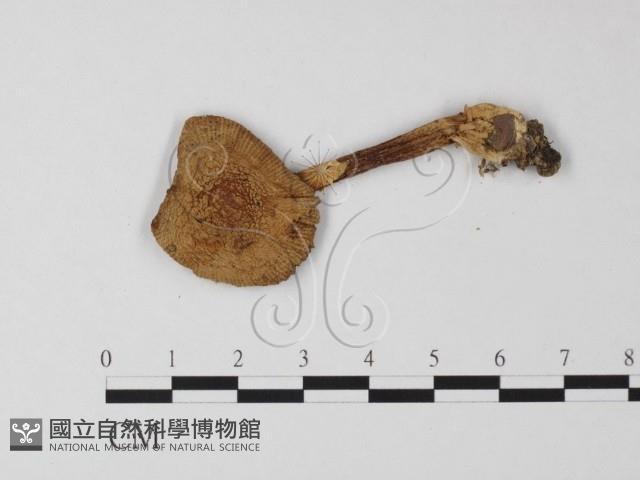 登錄號:F0012310藏品圖，第3張