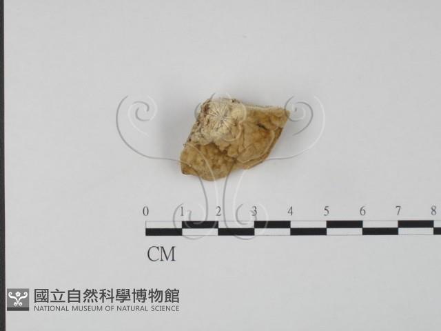 登錄號:F0007310藏品圖，第3張