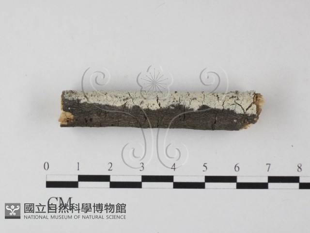 冇骨消絲齒菌藏品圖，第3張