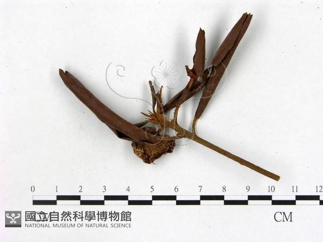 登錄號:F0005310藏品圖，第3張