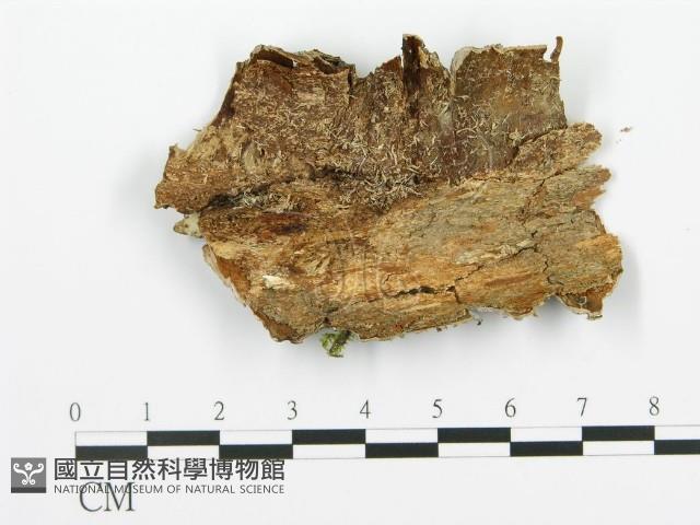 登錄號:F0015310藏品圖，第3張