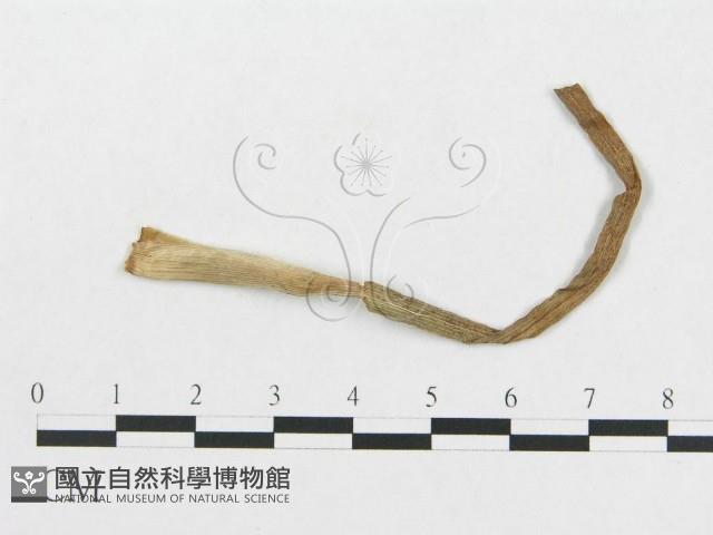 登錄號:F0019310藏品圖，第1張