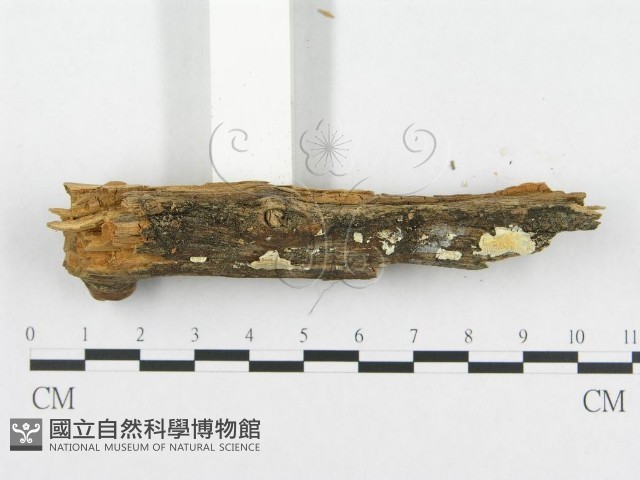 登錄號:F0008250藏品圖，第3張