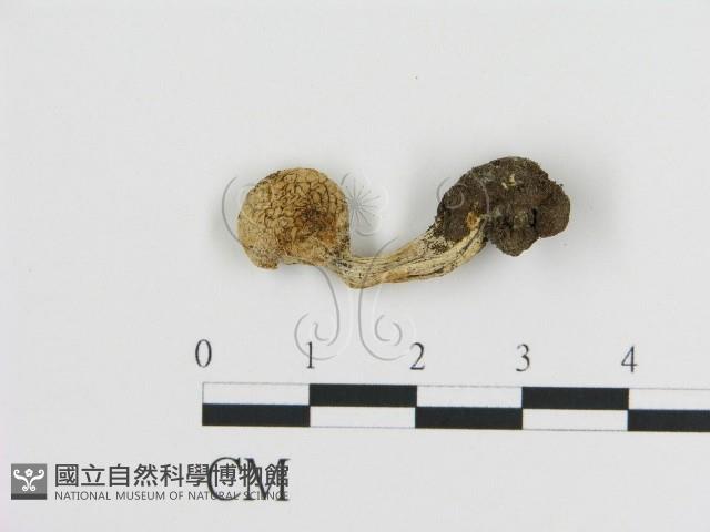 登錄號:F0020250藏品圖，第3張