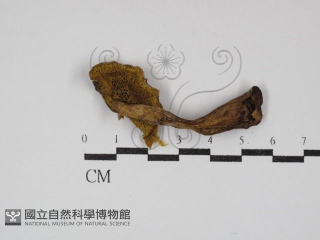 登錄號:F0030250藏品圖，第3張