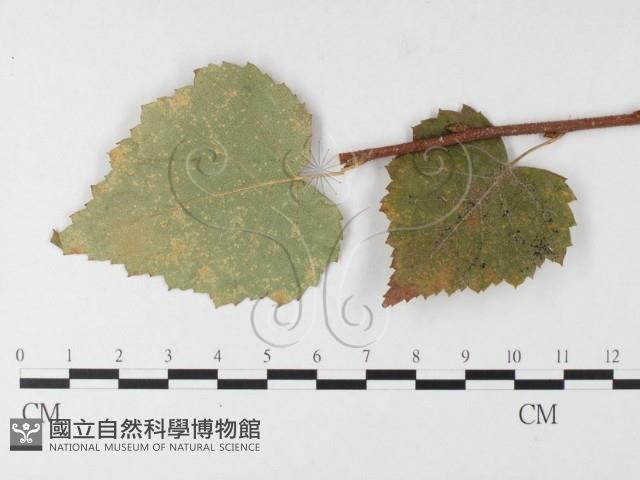 登錄號:F0026250藏品圖，第1張