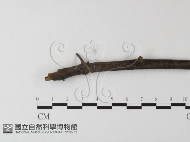 小菇屬藏品圖，第3張