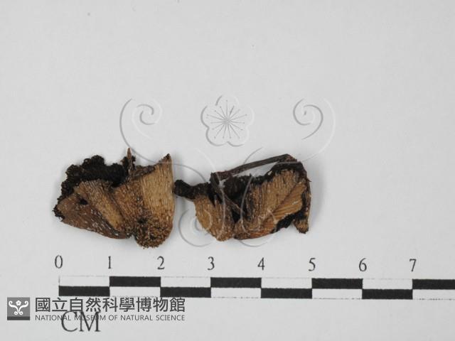 鬼傘屬藏品圖，第3張