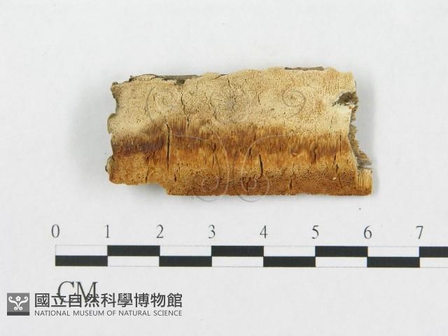 登錄號:F0007250藏品圖，第3張