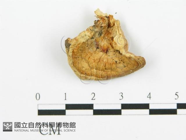 登錄號:F0017250藏品圖，第1張