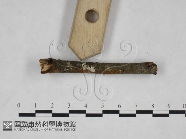 刺革菌屬藏品圖，第3張