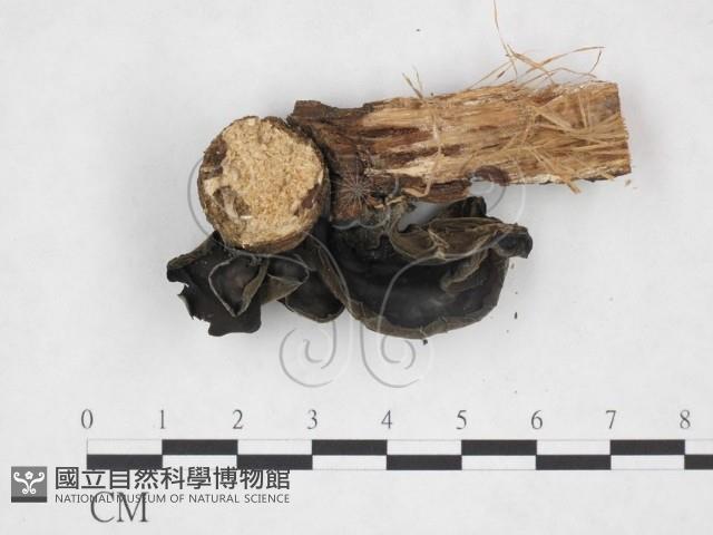 登錄號:F0015250藏品圖，第3張