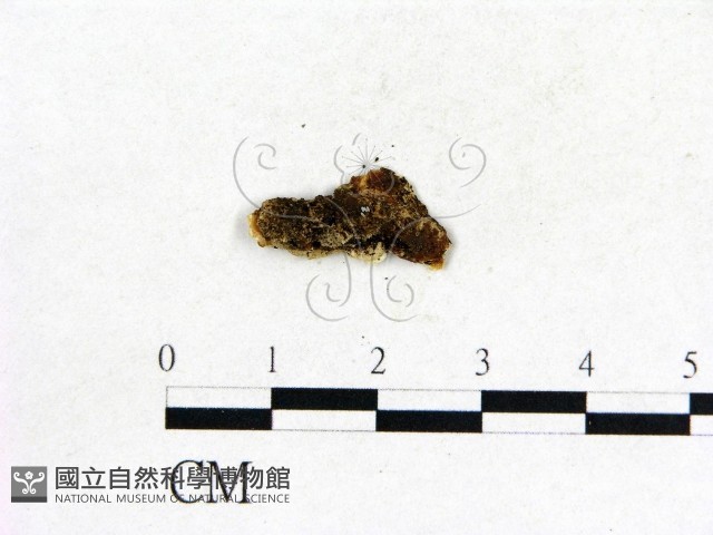 登錄號:F0009250藏品圖，第3張