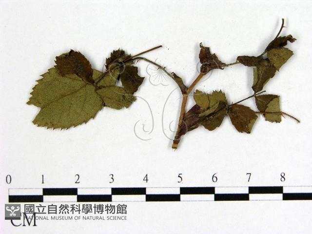 登錄號:F0019250藏品圖，第3張