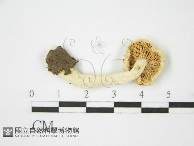 登錄號:F0013250藏品圖，第3張