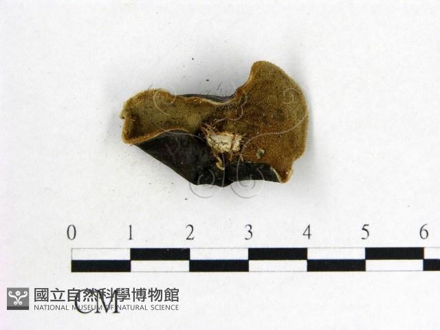 木耳屬藏品圖，第3張