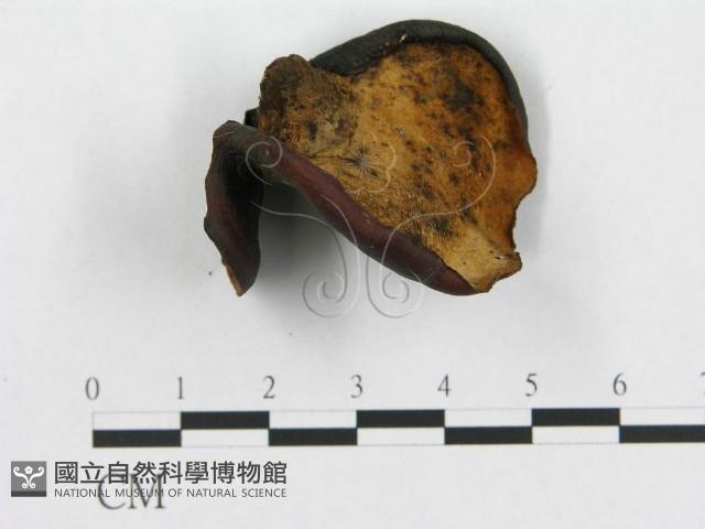 登錄號:F0018850藏品圖，第1張