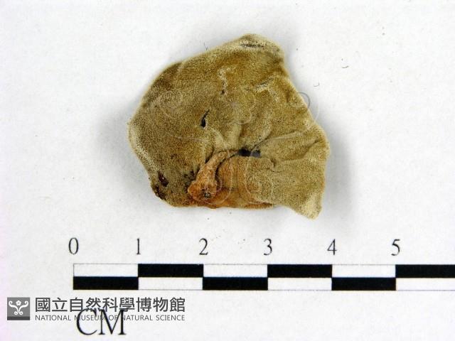 毛木耳藏品圖，第3張