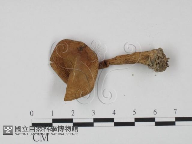 登錄號:F0021850藏品圖，第3張