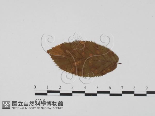 登錄號:F0011850藏品圖，第3張