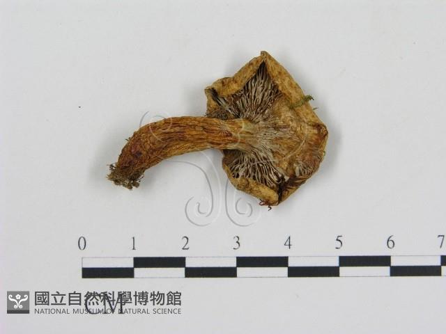 乳菇屬藏品圖，第3張