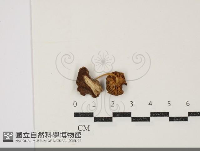 小皮傘屬藏品圖，第3張