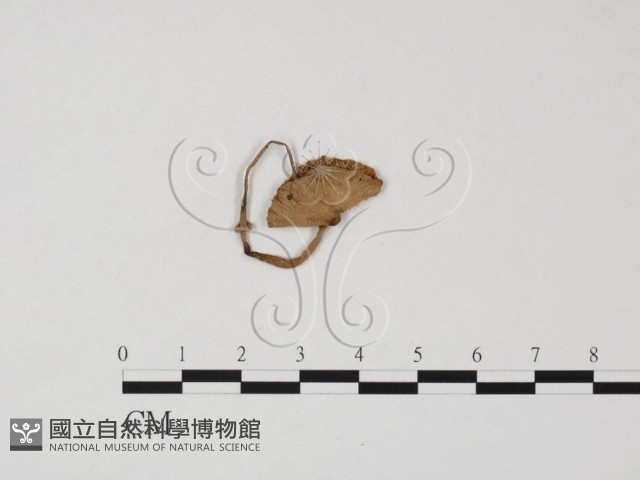 登錄號:F0025850藏品圖，第3張