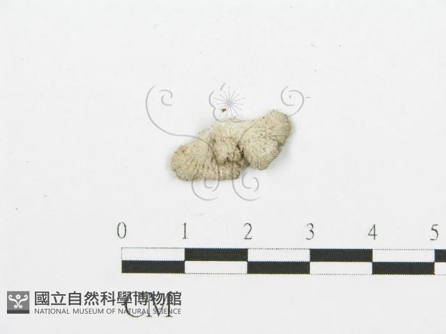 裂褶菌藏品圖，第3張