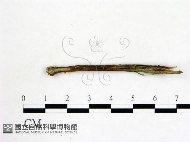 登錄號:F0009850藏品圖，第3張