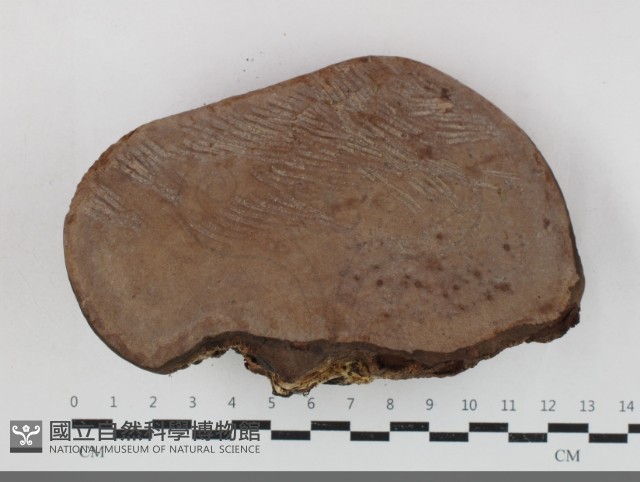 靈芝屬藏品圖，第3張